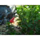 Siroverenpisara ’David’ (Fuchsia magellanica ’David’)
